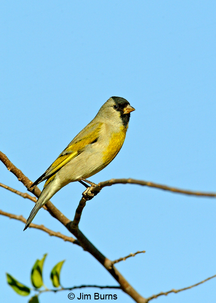 Lawrence's Goldfinch male