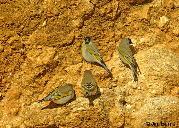 Lawrence's Goldfinches at mineral lick