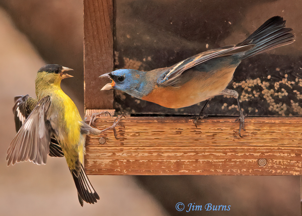 Lazuli Bunting versus Lesser Goldfinch--0761