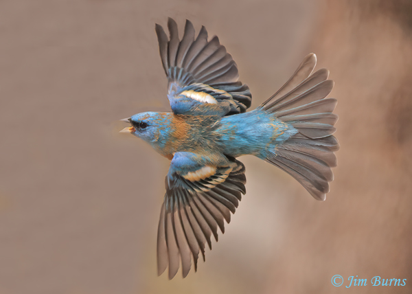 Lazuli Bunting male in flight, dorsal wing--0816