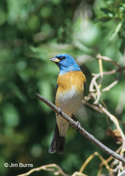 Lazuli Bunting male breeding plumage #2