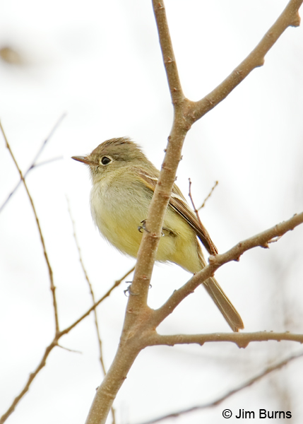 Least Flycatcher color and crest