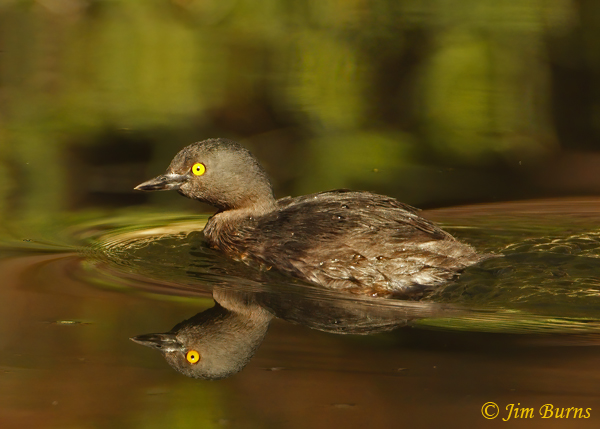 Least Grebe reflection--2446