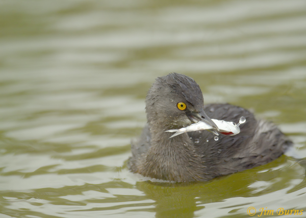 Least Grebe with fish #2--2475