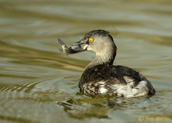 Least Grebe with fish--2523