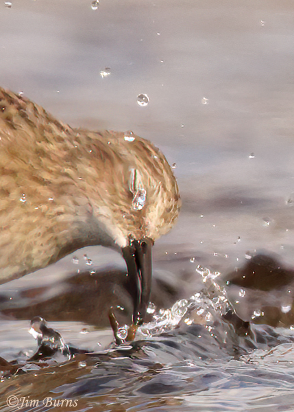 Least Sandpiper pulling aquatic worm from subsurface vegetation--4175