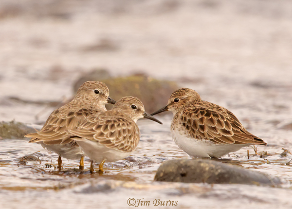 Least Sandpipers in winter--4442