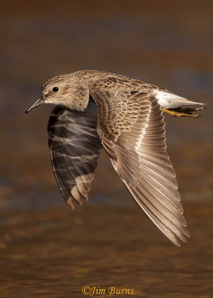 Least Sandpiper in flight with water reflections--7256