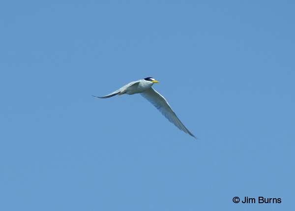 Least Tern adult in flight ventral