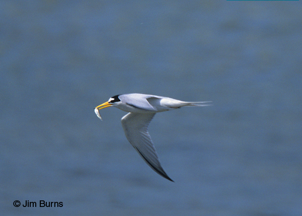 Least Tern adult in flight with fish