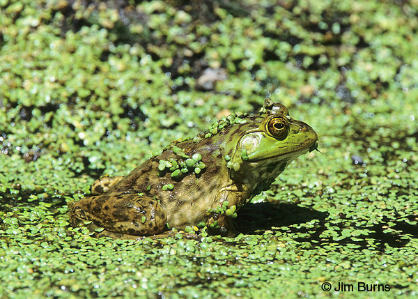 Chiricahua Leopard Frog in duckweed