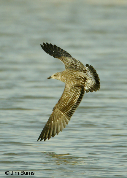 Lesser Black-backed Gull 1st winter in flight dorsal
