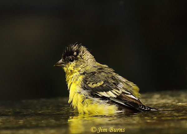 Lesser Goldfinch male bathing--3456