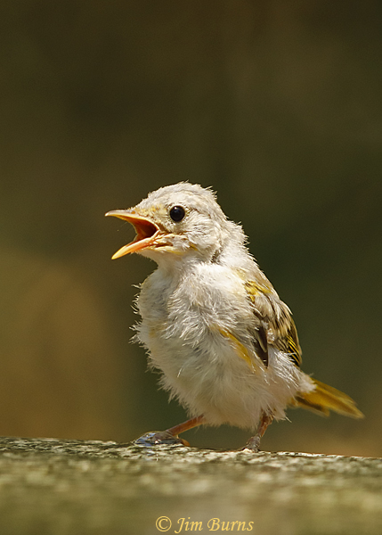 Lesser Goldfinch fledgling--3636