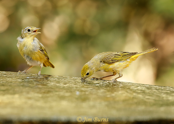 Lesser Goldfinch juveniles drinking--4102