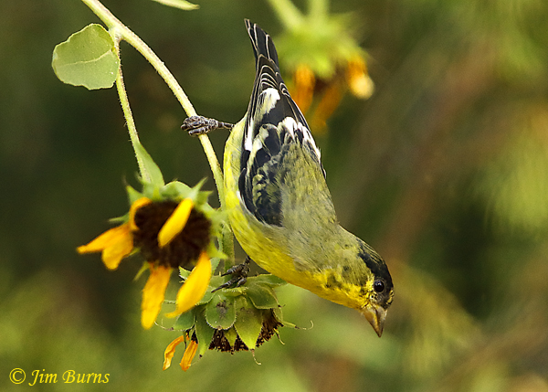 Lesser Goldfinch fall male feeding on Sunflower #3--7935
