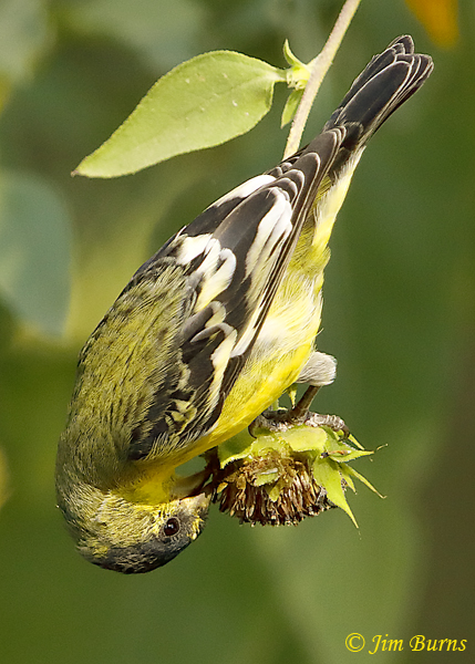 Lesser Goldfinch fall male feeding on Sunflower--7961