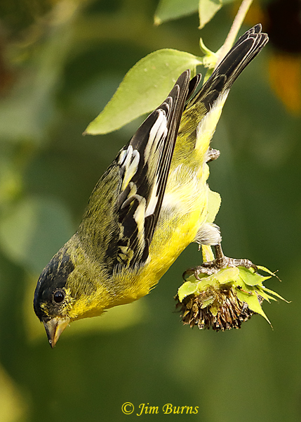 Lesser Goldfinch fall male feeding on Sunflower #6--7995