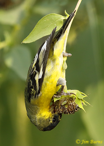 Lesser Goldfinch fall male feeding on Sunflower #2--8012