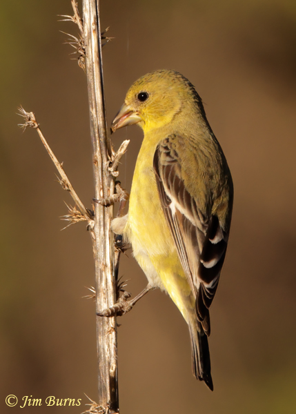 Lesser Goldfinch female gleaning seeds from dead grass--2302