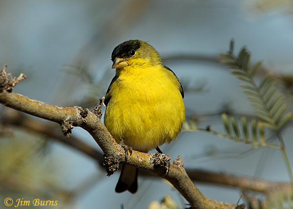 Lesser Goldfinch male--4040