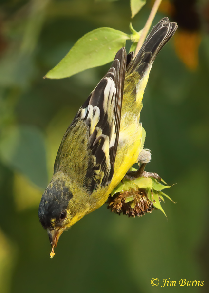 Lesser Goldfinch fall male feeding on Sunflower 5--7983