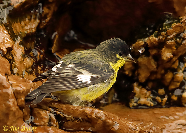 Lesser Goldfinch male bathing in waterfall--9333