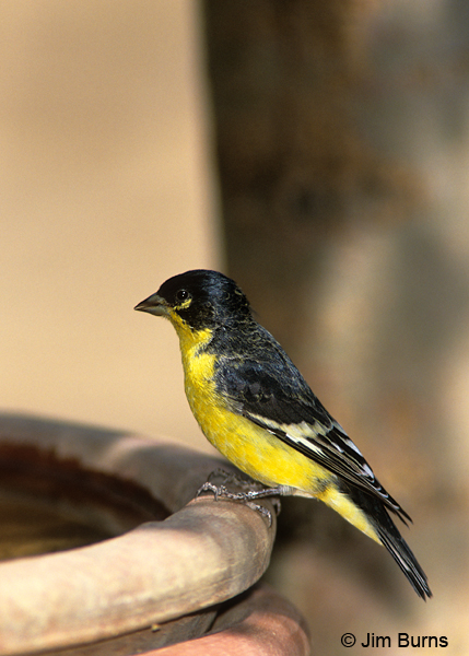 Lesser Goldfinch black backed male