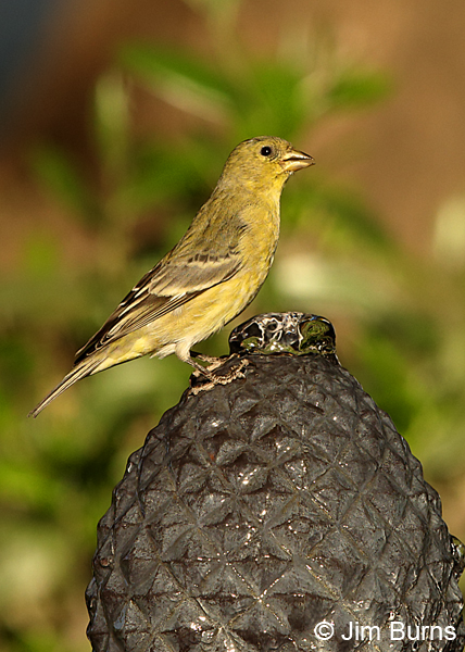 Lesser Goldfinch drinking at water feature