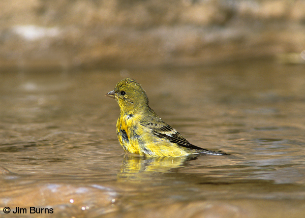 Lesser Goldfinch female bathing