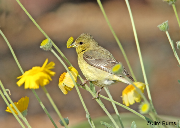 Lesser Goldfinch female eating flower petals