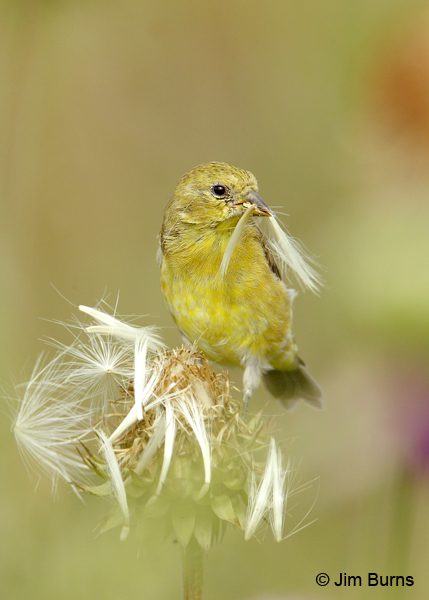 Lesser Goldfinch female on thistle