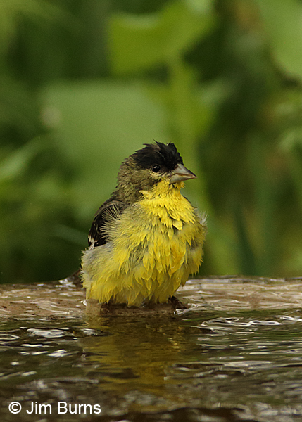 Lesser Goldfinch male bathing #2