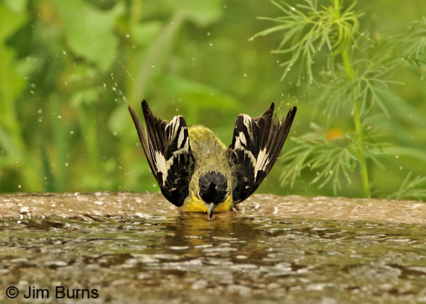 Lesser Goldfinch male bathing