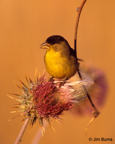 Lesser Goldfinch male on thistle at sunset