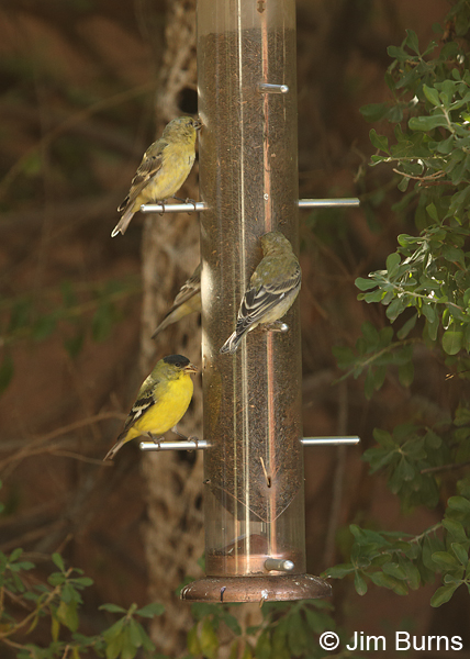 Lesser Goldfinches on seed feeder
