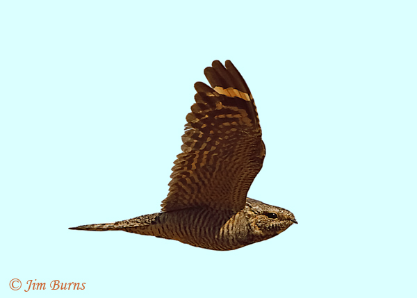 Lesser Nighthawk female in flight--2152