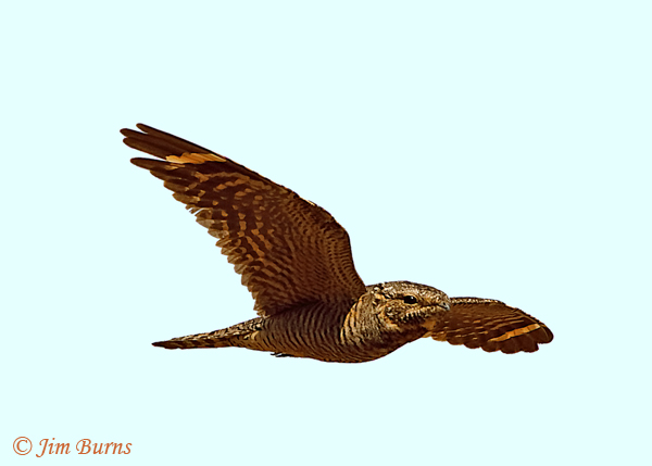 Lesser Nighthawk female in flight--2161