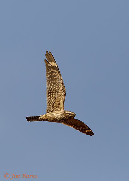 Lesser Nighthawk female in flight--2165