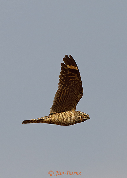 Lesser Nighthawk female in flight--2182