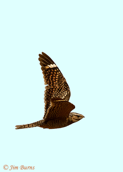 Lesser Nighthawk female in flight--2216