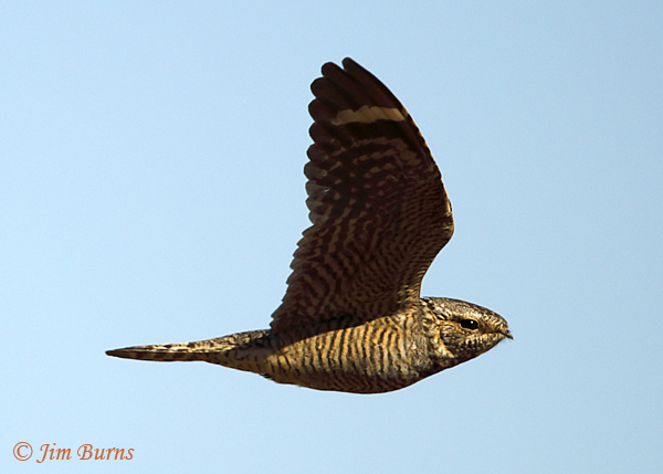 Lesser Nighthawk female in flight--2350