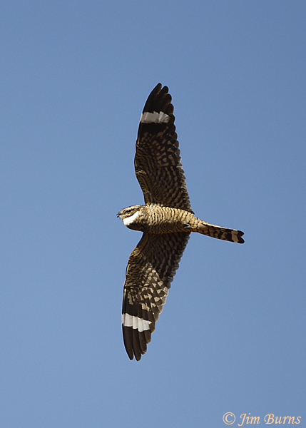 Lesser Nighthawk male in flight calling--2421