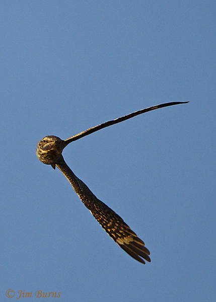 Lesser Nighthawk female aerobatics--2599