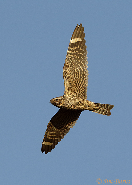 Lesser Nighthawk female ventral close-up--2680
