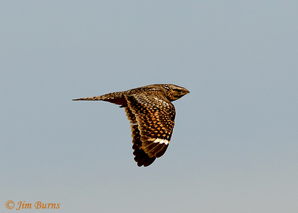 Lesser Nighthawk female in flight--2217