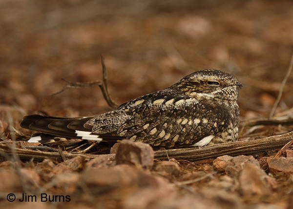 Lesser Nighthawk female on day roost-- 7151