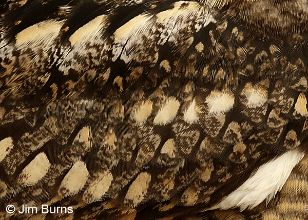 Lesser Nighthawk feather patterns