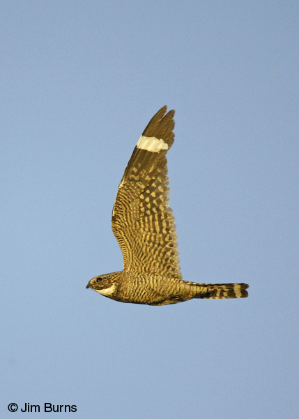 Lesser Nighthawk male in flight