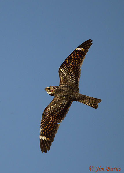 Lesser Nighthawk male dorsal view--2808
